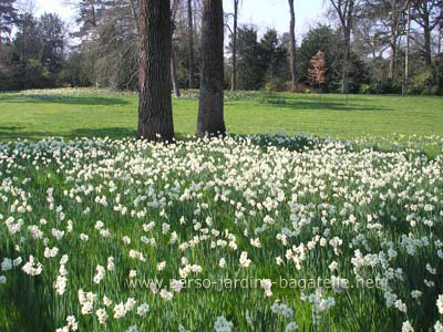 Narcisses blancs