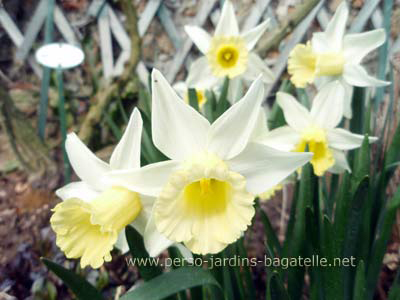 narcisses de Bagatelle