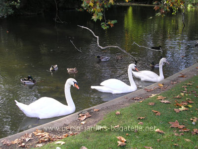 Cygnes et canards