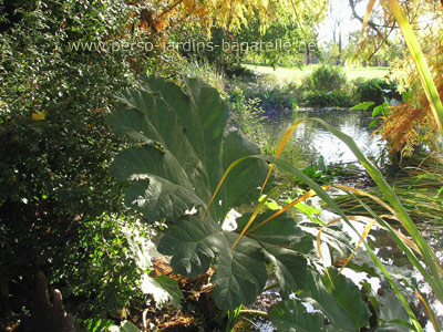 Gunnera du Chili