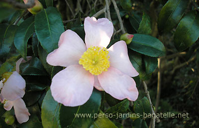Camellia Sasanqua Totenko