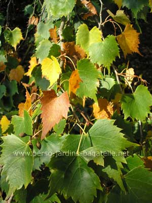 Paysage d'octobre