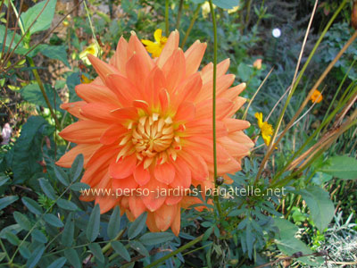 Dahlia orangé