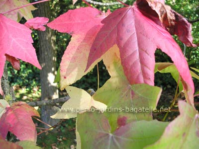 Feuilles de liquidambar