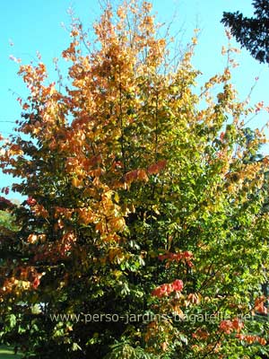 Parrotie de perse en octobre, vert et orange