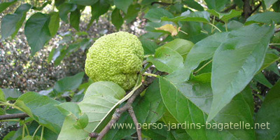 Fruits de l'oranger des Osages