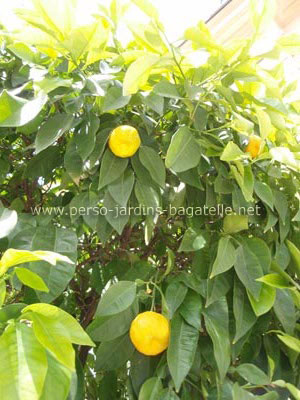 Oranges sur l'arbre