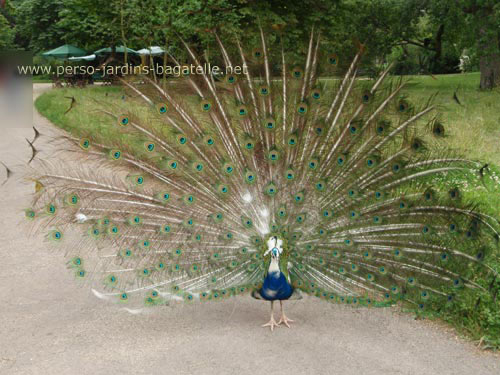 Paon avec quelques plumes blanches faisant la roue