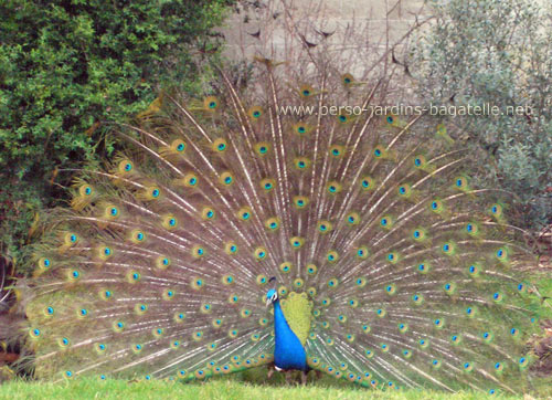 Paon faisant la roue dans le Jardin méditerranéen