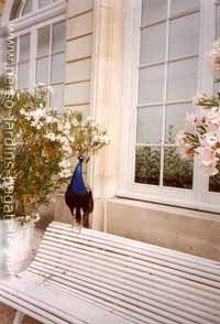 Paon sur banc devant l'Orangerie, à côté d'un laurier rose