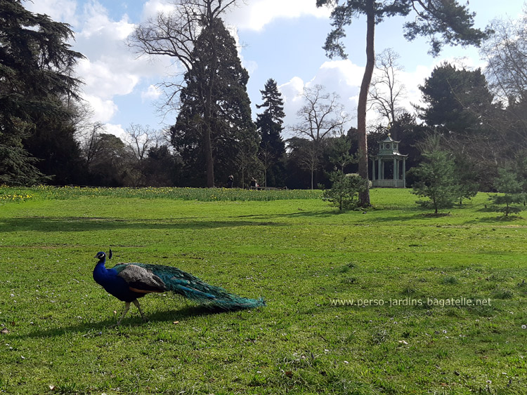 paon en promenade près du pagodon chinois