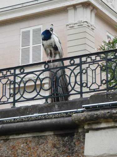 Paon près du chateau