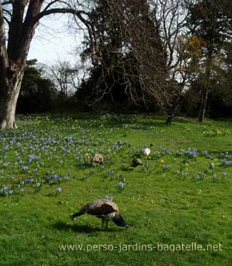 Paons se promenant dans les jacinthes