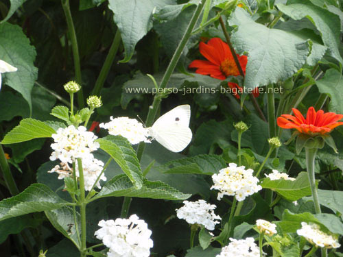 Papillon blanc sur fleur blanche