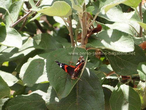 Papillon orange et noir sur feuille