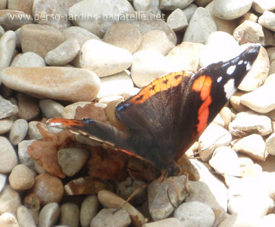 Papillon sur le gravier