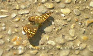 papillon