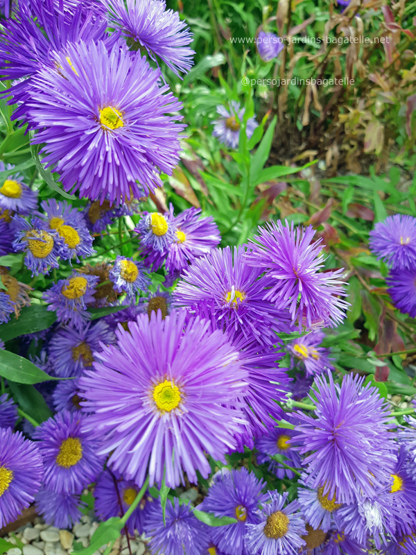 asters