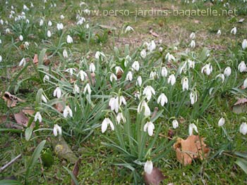 perce-neige