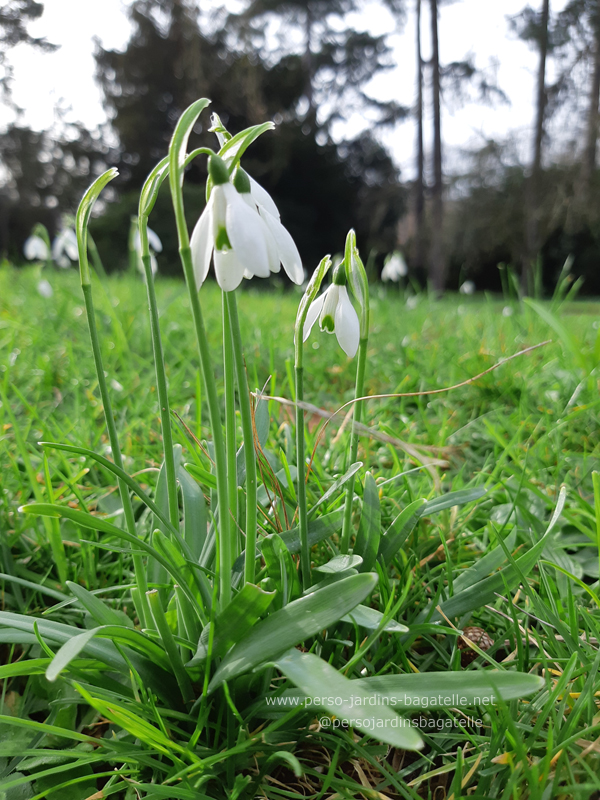 snowdrops in the grass