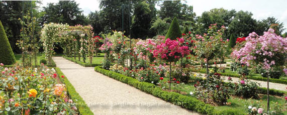 Roseraie de Bagatelle en fleurs