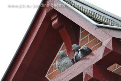 deux pigeons