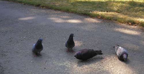 4 pigeons 