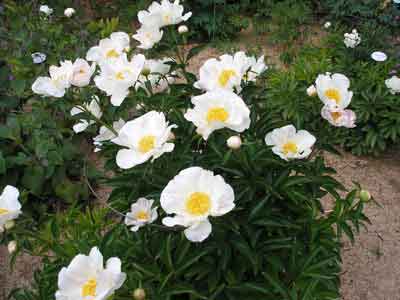 Pivoines rose pâle "Ama no sode"