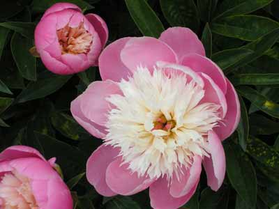 Pivoines rose et blanc "Bowl of Beauty"