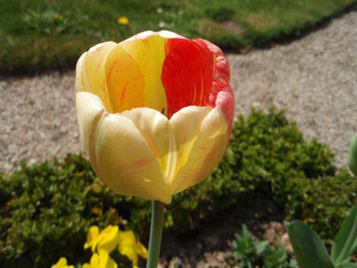 Tulipe bicolore, rouge et jaune