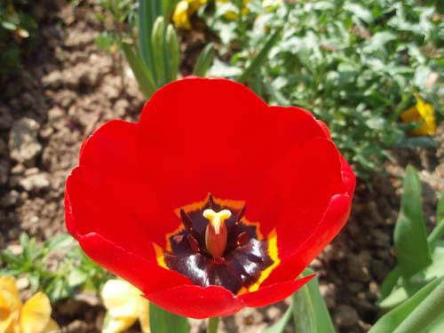 Tulipe rouge