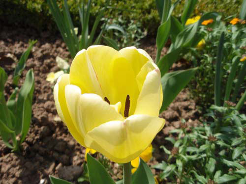 Tulipe jaune