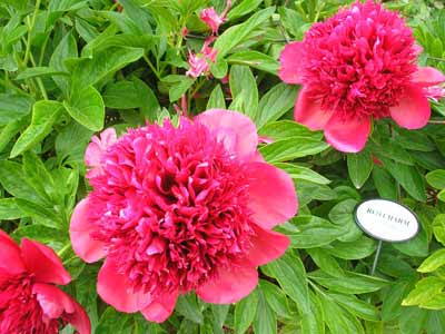 Pivoines rouges Red Charm