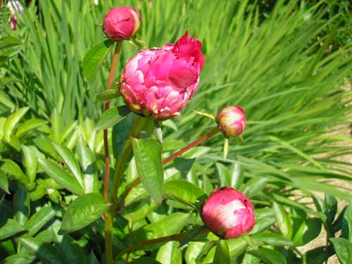 Pivoines en train d'éclore 