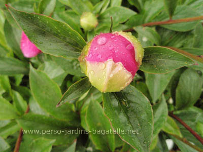 Bouton de pivoine 