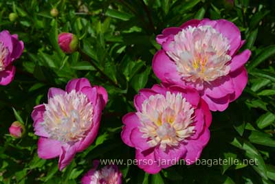 Pivoine Gay Paree