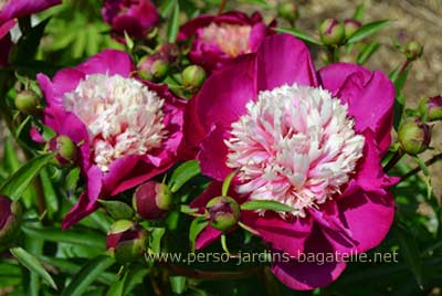 Pivoine fuchsia et blanc 