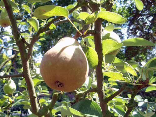 Poire "Williams Bon Chrétien"