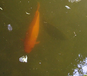 Poisson de couleur rouge