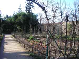 Potager en hiver