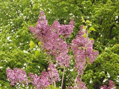 lilas