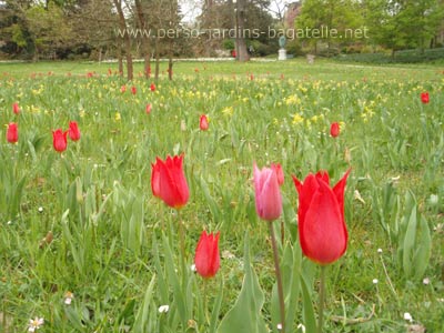 Tulipes rouges