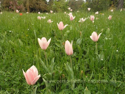 Tulipes roses