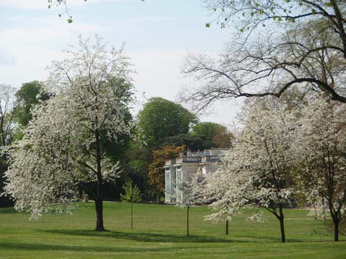 Arbres en fleurs devant le Trianon