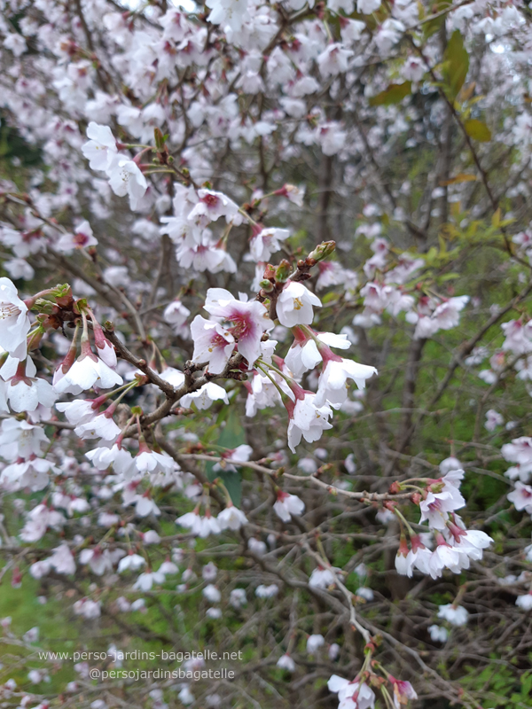 prunus en fleurs