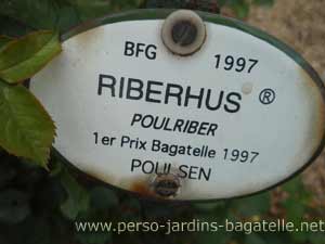 Etiquette rosier Riberhus