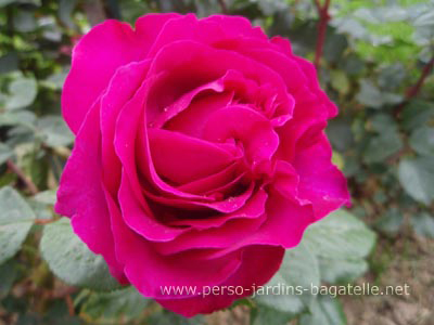 Rose Chartreuse de Parme  