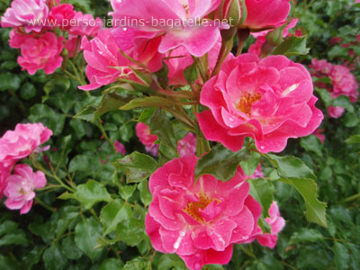 2eme prix 2010 Roses de Paysage