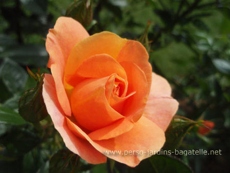 Une rose du concours de roses nouvelles 2009