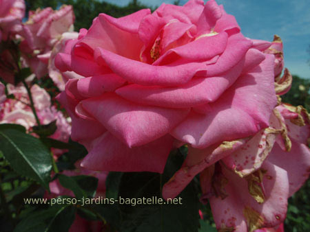 N°19 et ses grosses fleurs rose bonbon